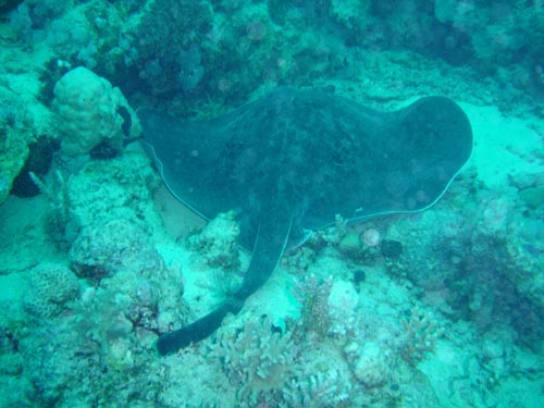 feathertail stingray 2.jpg